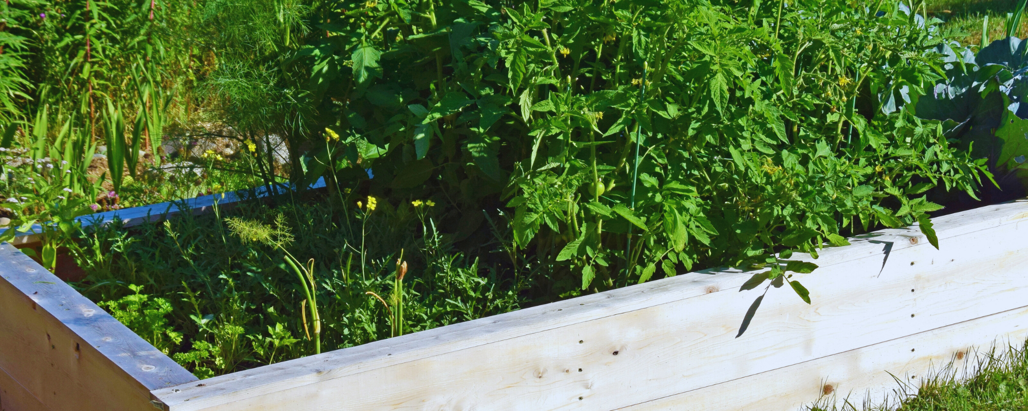 The Ultimate Guide to Raised Garden Beds in Australia: Boost Your Harvest Down Under