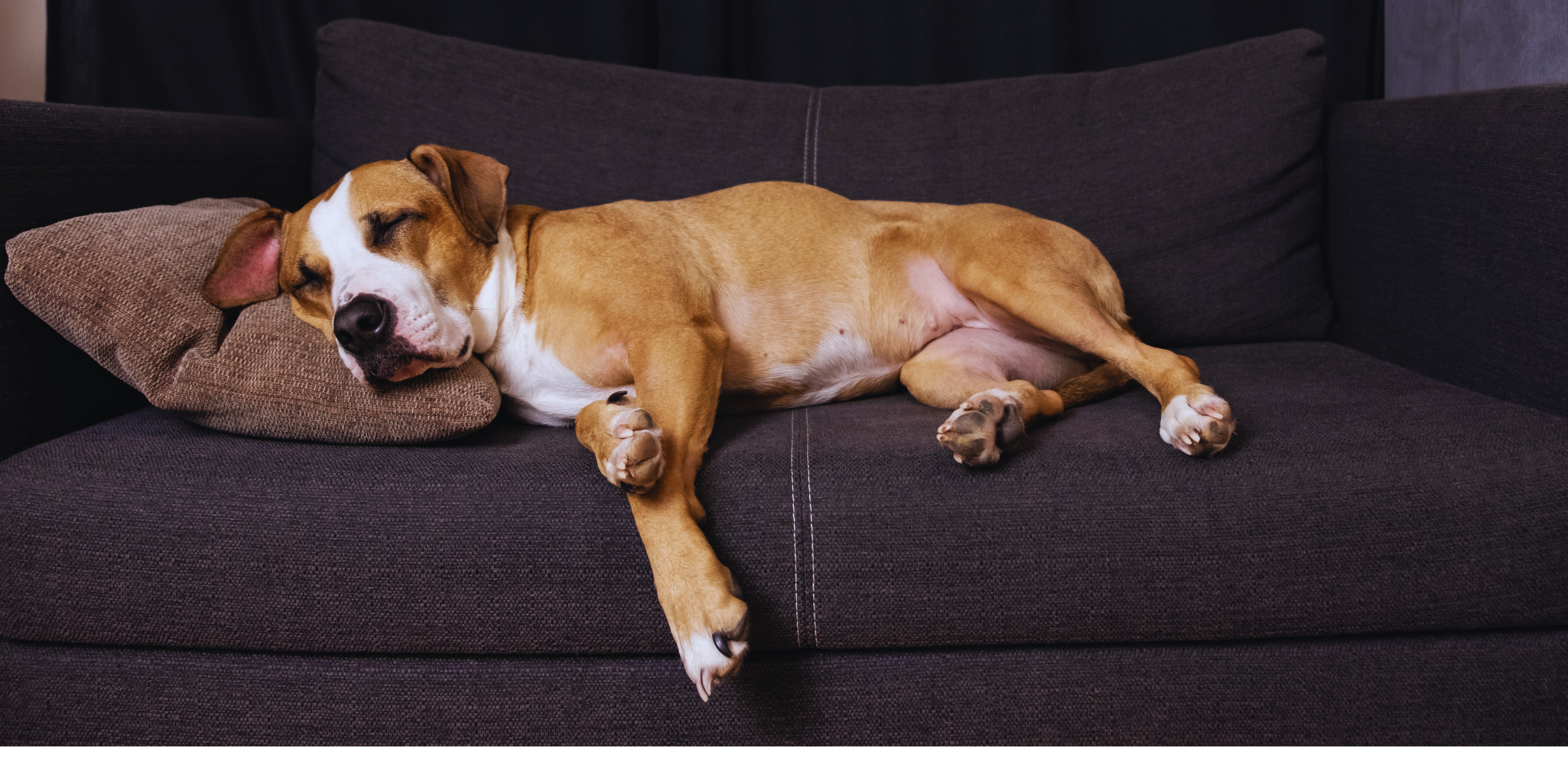 Dog Sleeping Habits: A Guide to Better Sleep for Your Furry Friend 🐶💤