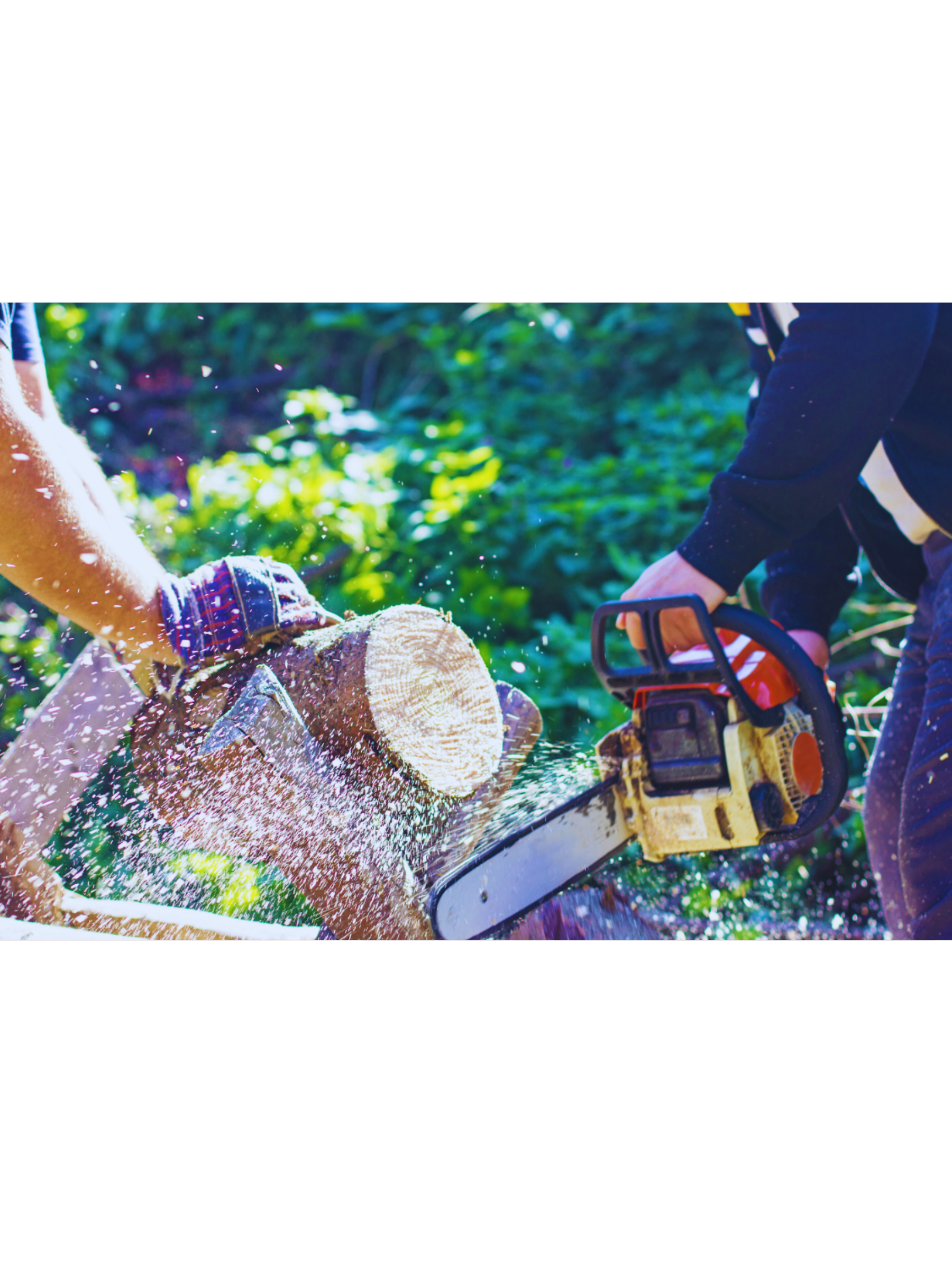 Essential Features to Look for in a Chainsaw: Your Ultimate Buying Guide