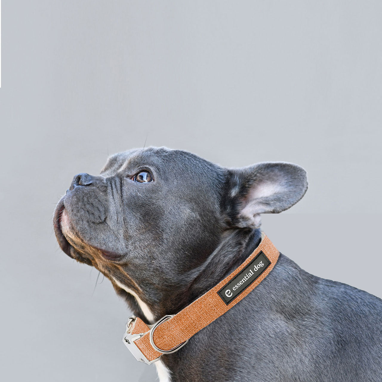 eco friendly dog collar