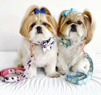 Thumbnail for Daisy Flower Collar & Lead Set-1
