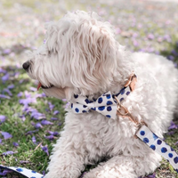 Thumbnail for Polka Dot Bow Collar & Lead Set-2