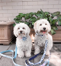 Thumbnail for Blue Wonderland Flower Collar-1