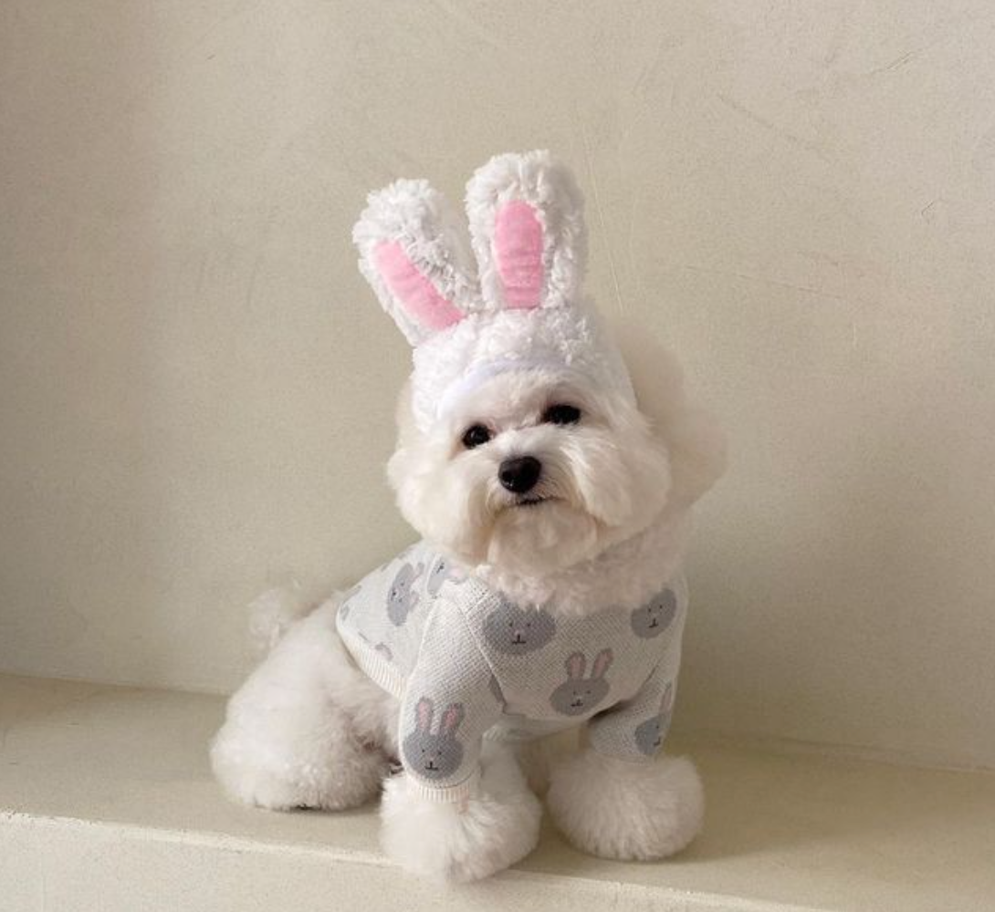 Rabbit Print Dog Sweater - Grey-2