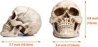 Thumbnail for 1:1 Replica Realistic Human Adult Skull Head Bone Model