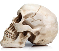 Thumbnail for 1:1 Replica Realistic Human Adult Skull Head Bone Model