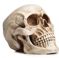 Thumbnail for 1:1 Replica Realistic Human Adult Skull Head Bone Model