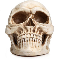 Thumbnail for 1:1 Replica Realistic Human Adult Skull Head Bone Model