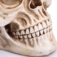 Thumbnail for 1:1 Replica Realistic Human Adult Skull Head Bone Model