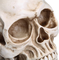 Thumbnail for 1:1 Replica Realistic Human Adult Skull Head Bone Model