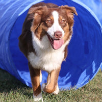 Thumbnail for Floofi Dog Agility Training Equipment Set