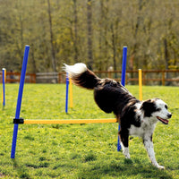 Thumbnail for Floofi Dog Agility Training Equipment Set