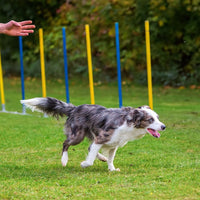 Thumbnail for Floofi Dog Agility Training Equipment Set