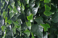 Thumbnail for Ivy Leaf Screens / Panels UV Stabilised 1m X 1m