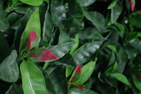 Thumbnail for Photinia (Red Robin) Leaf Screens / Panels UV Stabilised 1m X 1m