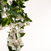 Thumbnail for Hanging White Artificial Bougainvillea Plant UV Resistant 90cm