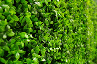 Thumbnail for Deluxe Buxus Panels UV Stabilised 1m X 1m