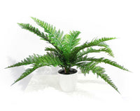 Thumbnail for Dense Fern Stem 45cm