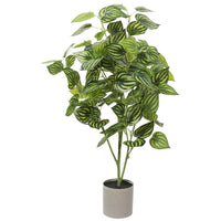 Thumbnail for Bright Mixed Philodendron Plant 70cm