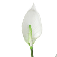 Thumbnail for Artificial Flowering White Peace Lily / Calla Lily 95cm