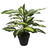 Thumbnail for Leopard Lily (Dieffenbachia) with Pot 40cm