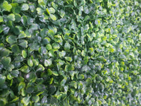 Thumbnail for Mixed Boxwood Hedge Panels / Screens UV Resistant 1m x 1m