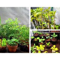 Thumbnail for Greenfingers Hydroponics Grow Tent Kits Hydroponic Grow System Black 60X60X90CM 600D Oxford