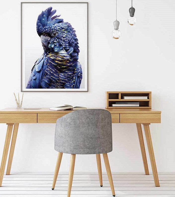 50cm x 70cm Black Cockatoo A Canvas Wall Art: Majestic Bird Portrait with Sleek Black Frame for Nature-Inspired Home Elegance