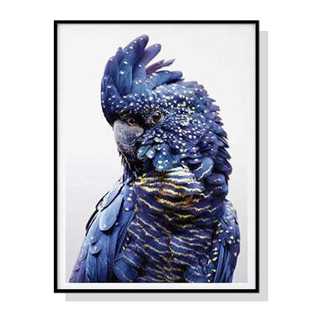 50cm x 70cm Black Cockatoo A Canvas Wall Art: Majestic Bird Portrait with Sleek Black Frame for Nature-Inspired Home Elegance