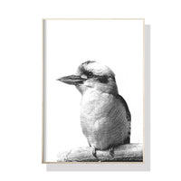 Thumbnail for 50cmx70cm Kookaburra Black Frame Canvas Wall Art