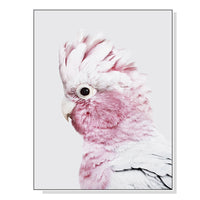 Thumbnail for 50cmx70cm Pink Galah White Frame Canvas Wall Art