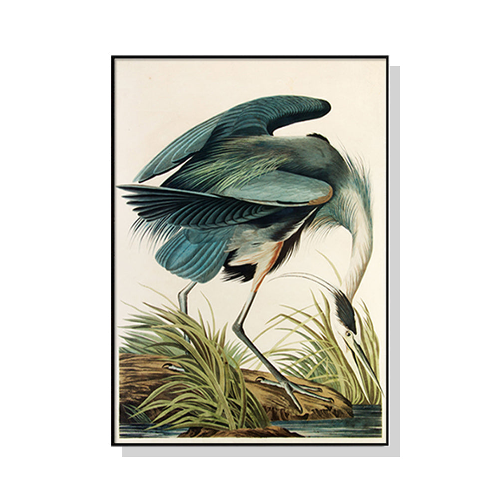 50cmx70cm Great Blue Heron By John James Audubon Black Frame Canvas Wall Art