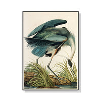 Thumbnail for 50cmx70cm Great Blue Heron By John James Audubon Black Frame Canvas Wall Art