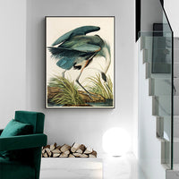 Thumbnail for 50cmx70cm Great Blue Heron By John James Audubon Black Frame Canvas Wall Art