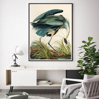 Thumbnail for 50cmx70cm Great Blue Heron By John James Audubon Black Frame Canvas Wall Art