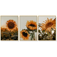 Thumbnail for 40cmx60cm Sunflower 3 Sets Gold Frame Canvas Wall Art