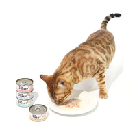 Thumbnail for CAT FOREST Classic Tuna White Meat With Shrimp In Gravy Cat Canned Food 85G X 24