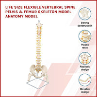 Thumbnail for Life Size Flexible Vertebral Spine Pelvis & Femur Skeleton Model Anatomy Model