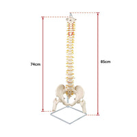 Thumbnail for Life Size Flexible Vertebral Spine Pelvis & Femur Skeleton Model Anatomy Model