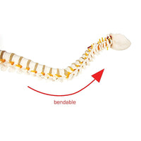 Thumbnail for Life Size Flexible Vertebral Spine Pelvis & Femur Skeleton Model Anatomy Model