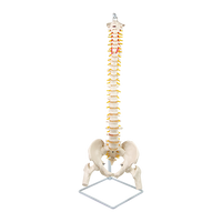 Thumbnail for Life Size Flexible Vertebral Spine Pelvis & Femur Skeleton Model Anatomy Model