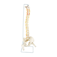 Thumbnail for Life Size Flexible Vertebral Spine Pelvis & Femur Skeleton Model Anatomy Model