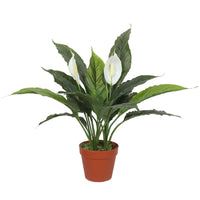 Thumbnail for Artificial Spathiphyllum Peace Lily Plant with White Flowers 60cm