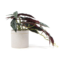 Thumbnail for Artificial Bergonia Plant In Decorative Bowl 30cm