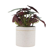 Thumbnail for Artificial Bergonia Plant In Decorative Bowl 30cm