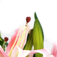 Thumbnail for Premium Faux Pink Lily In Glass Vase (Artificial Tiger Lily Arrangement)