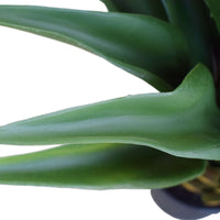 Thumbnail for Agave 60cm Plant