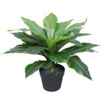 Thumbnail for Artificial Potted Wide Leaf Birds Nest Fern 50cm