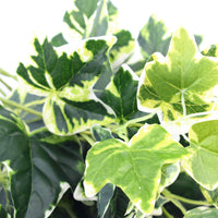 Thumbnail for Mixed Green and White Tipped Ivy Bush 100cm