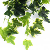 Thumbnail for Mixed Green and White Tipped Ivy Bush 100cm